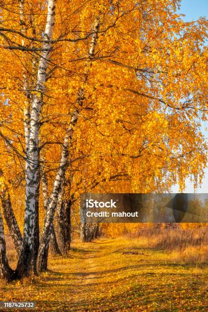 Autumn Park In Warm Sunny Day Stock Photo - Download Image Now - Autumn Leaf Color, Falling, Autumn
