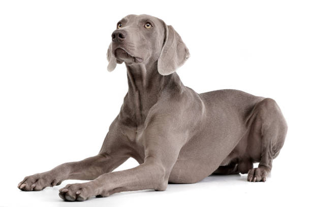 istock Studio shot of an adorable Weimaraner 1187425824