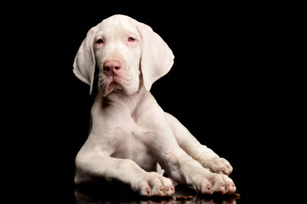 Studio shot of a cute Great Dane puppy lying on black background.