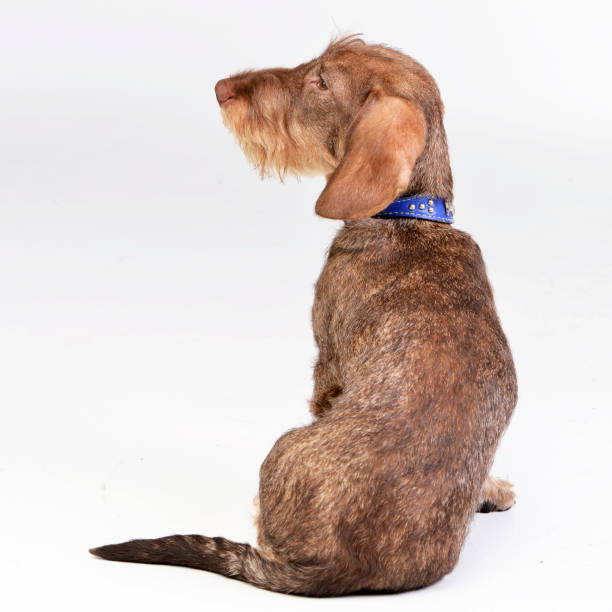 istock Studio shot of an adorable Dachshund 1187425838