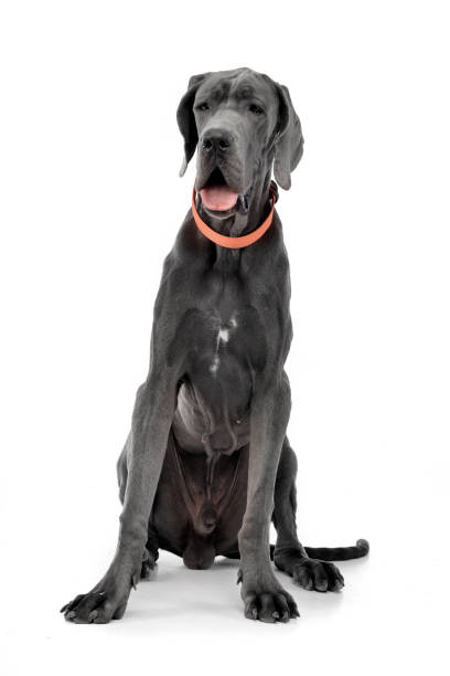 istock Studio shot of an adorable Great Dane 1187425897