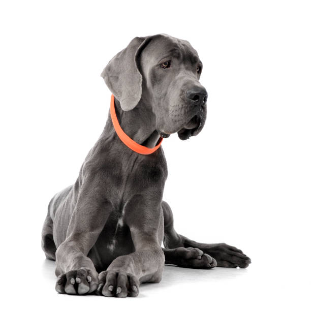 istock Studio shot of an adorable Great Dane 1187425901