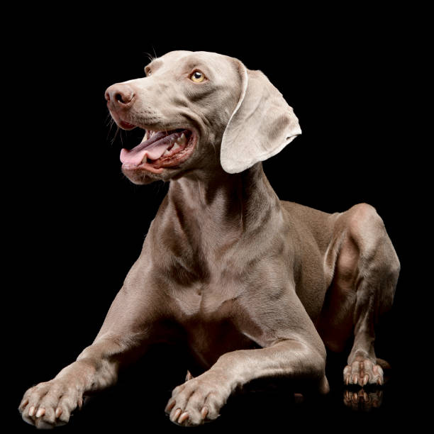 istock Studio shot of an adorable Weimaraner 1187425972