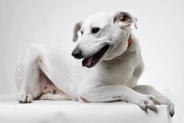 istock Studio shot of an adorable mixed breed dog 1187425993