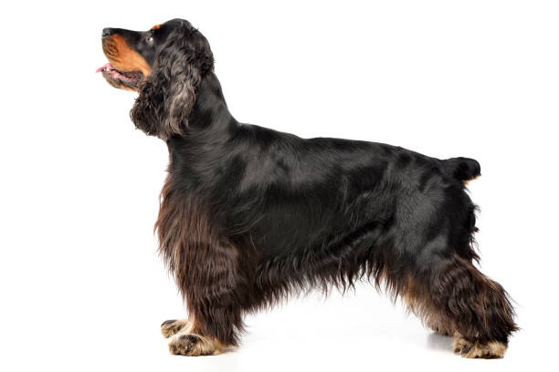 istock Studio shot of an adorable English Cocker Spaniel 1187427508