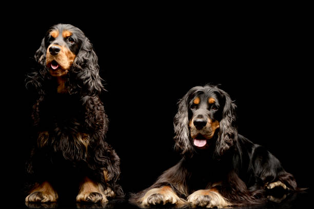 istock Studio shot of two adorable English Cocker Spaniel 1187427577