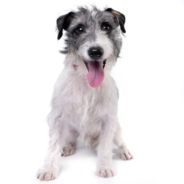 Studio shot of an adorable mixed breed dog sitting on white background.