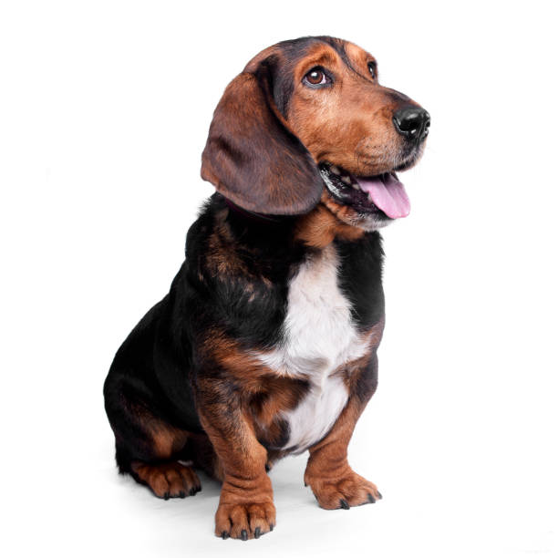 istock Studio shot of an adorable mixed breed dog 1187427644