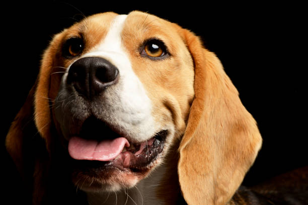 istock Portrait of an adorable Beagle 1187427663