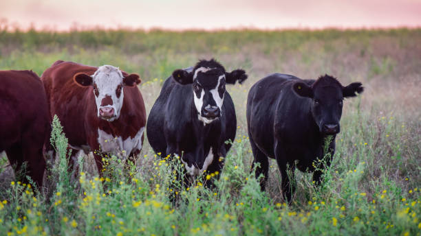 istock cows in the field 1187427777
