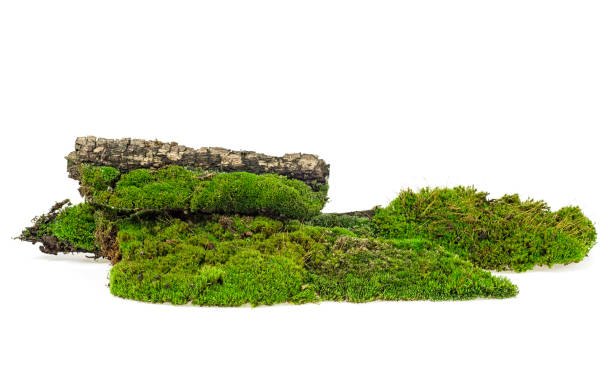 istock Green moss isolated on a white background - moss on branch, green mossy hill. 1187427802