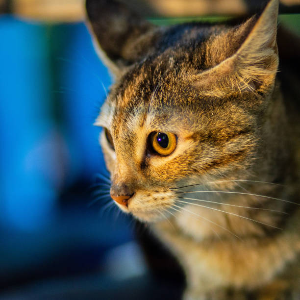istock Portrait of the cat 1187427848