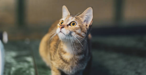 istock Portrait of the cat 1187427942