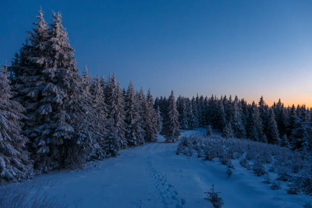 istock Fantastic evening landscape with dramatic winter scene with snowy trees. Carpathians, Romania 1187429284