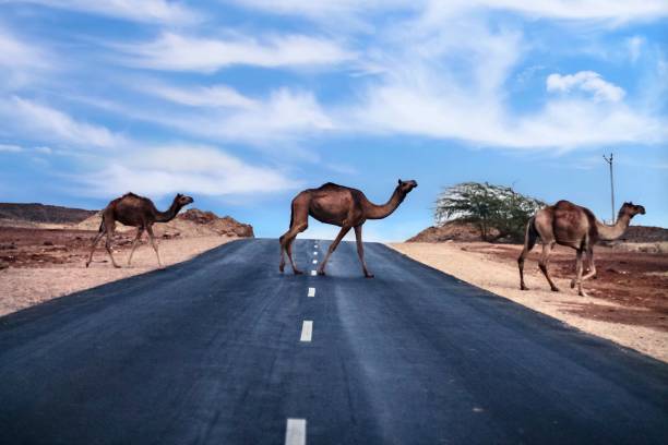 istock Camels crossing the road passing through thar desert 1187429300