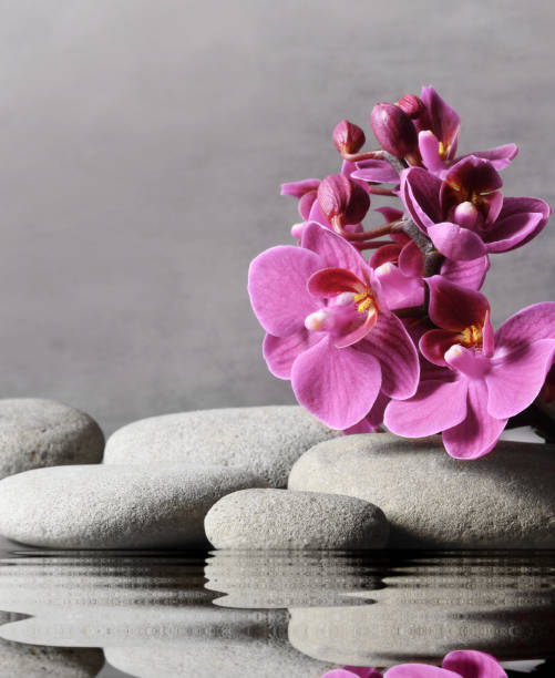 istock Composition with spa stones, orchid pink flower on grey background. 1187429503