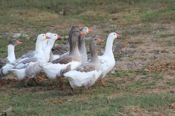 istock Cute ducks floating on the lake 1187430111