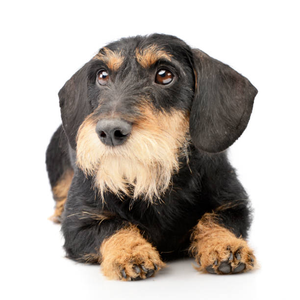 istock Studio shot of an adorable Dachshund 1187431233