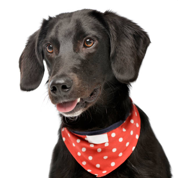 istock An adorable mixed breed dog with red polka dot scarf 1187431241