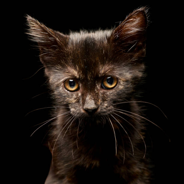 Portrait of a cute little kitten - studio shot, isolated on black.