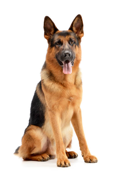 Studio shot of an adorable German shepherd Studio shot of an adorable German shepherd sitting on white background. german shepherd stock pictures, royalty-free photos & images