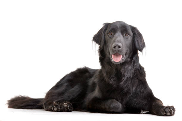 istock Studio shot of an adorable mixed breed dog 1187431414