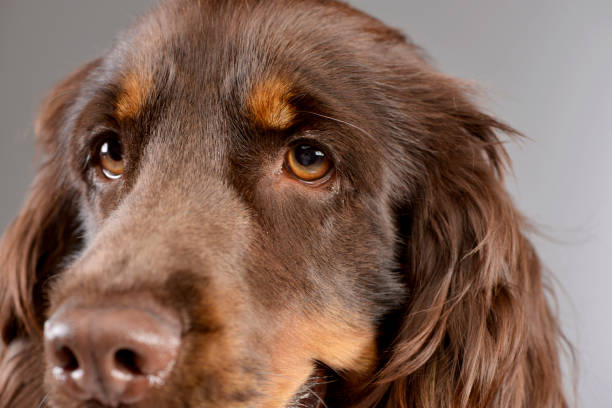 istock Portrait of an adorable American Cocker Spaniel 1187431419