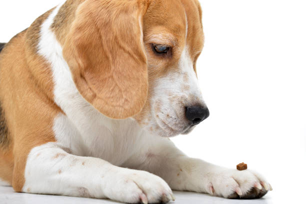 istock Studio shot of an adorable Beagle 1187431443