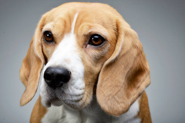 istock Portrait of an adorable Beagle 1187431445