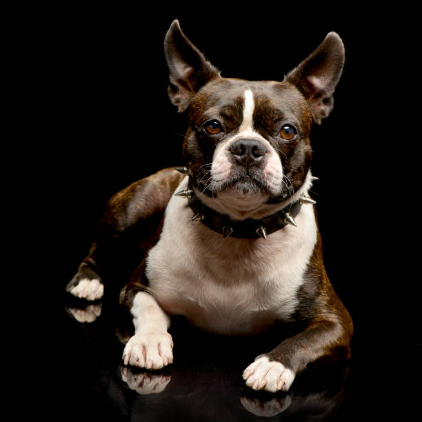 istock Studio shot of an adorable Boston Terrier 1187431453