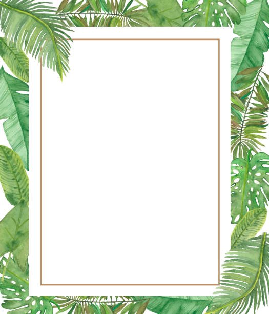Watercolor hand painted nature jungle squared frame with different green tropical leaves on the white background with gold line for invitations and greeting cards with the space for text Watercolor hand painted nature jungle squared frame with different green tropical leaves on the white background with gold line for invitations and greeting cards with the space for text tree fern stock illustrations