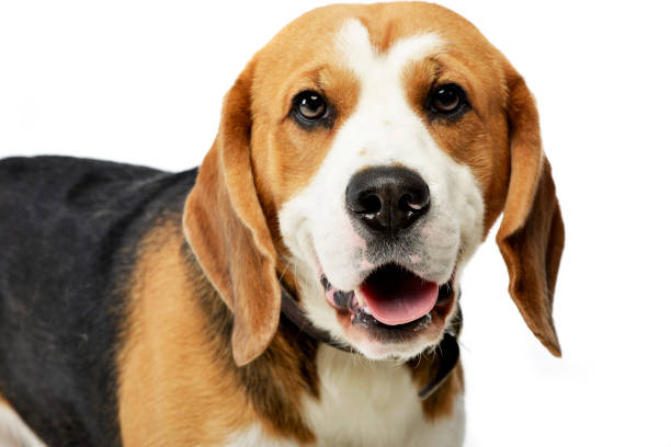 istock Portrait of an adorable Beagle 1187431800