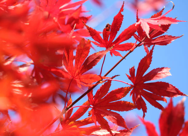 piękny ognisty kolor upadku - maple tree autumn tree vibrant color zdjęcia i obrazy z banku zdjęć
