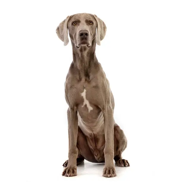 Studio shot of an adorable Weimaraner sitting on white background.