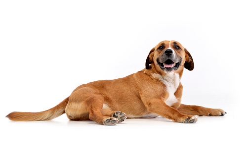 Studio shot of an adorable Staffordshire Terrier lying on white background.