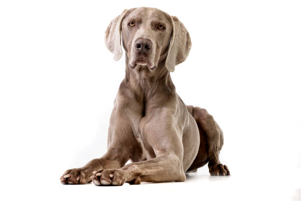 Studio shot of an adorable Weimaraner Studio shot of an adorable Weimaraner lying on white background. weimaraner dog animal domestic animals stock pictures, royalty-free photos & images