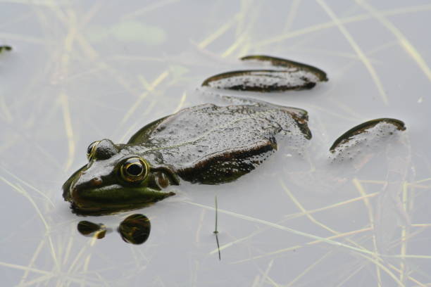 istock A green frog in the water. 1187433661