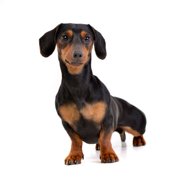 istock Studio shot of an adorable Dachshund 1187433738