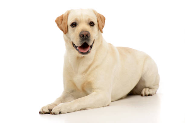 istock Studio shot of an adorable Labrador retriever 1187433759
