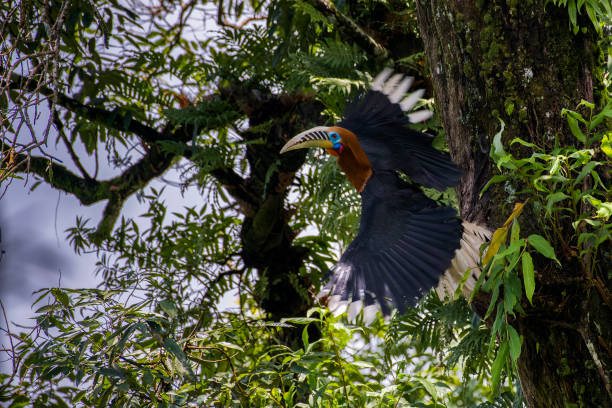 istock Rufous-necked Hornbill at Latpanchar,West Bengal 1187433760