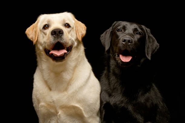 Studio shot of two adorable Labrador retriever sitting on black background.