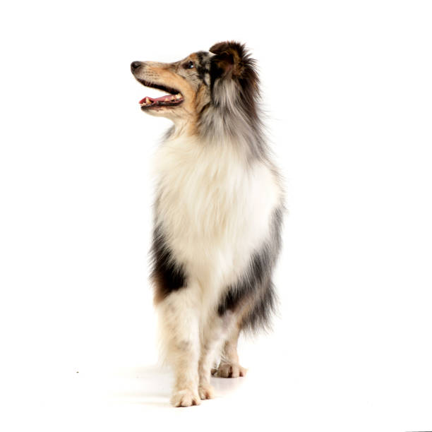 istock Studio shot of an adorable Sheltie 1187433854