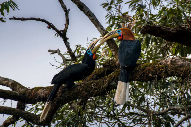 Rufous-necked Hornbill at Latpanchar,West Bengal a series of Rufous-necked Hornbill bird. hornbill stock pictures, royalty-free photos & images