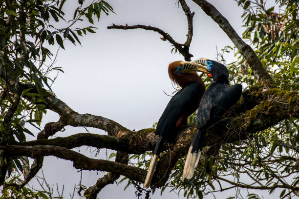 istock Rufous-necked Hornbill at Latpanchar,West Bengal 1187433910