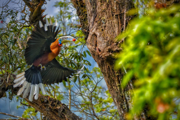 istock Rufous-necked Hornbill at Latpanchar,West Bengal 1187433911