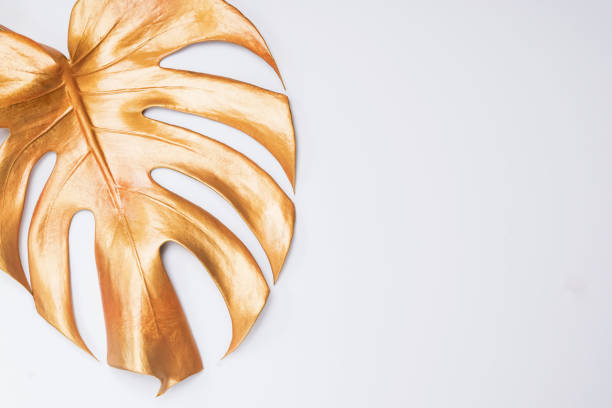 istock Gold monstera leaf on white background 1187433946