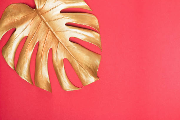 istock Gold monstera leaf on red background 1187433957