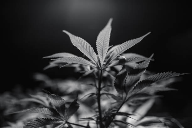 istock Marijuana leaves are black and white. 1187433998