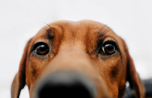 istock close up of rhodesian rhidgeback dog eyes 1187435273