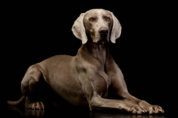 istock Studio shot of an adorable Weimaraner 1187435457